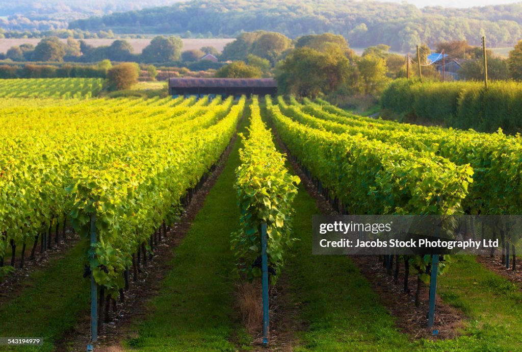 Vineyard on rural hillside