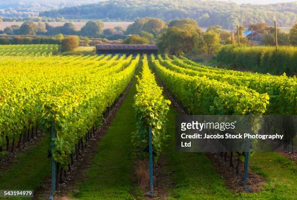 vineyard on rural hillside - kent england foto e immagini stock