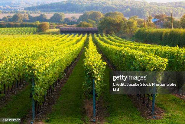 vineyard on rural hillside - surrey england 個照片及圖片檔