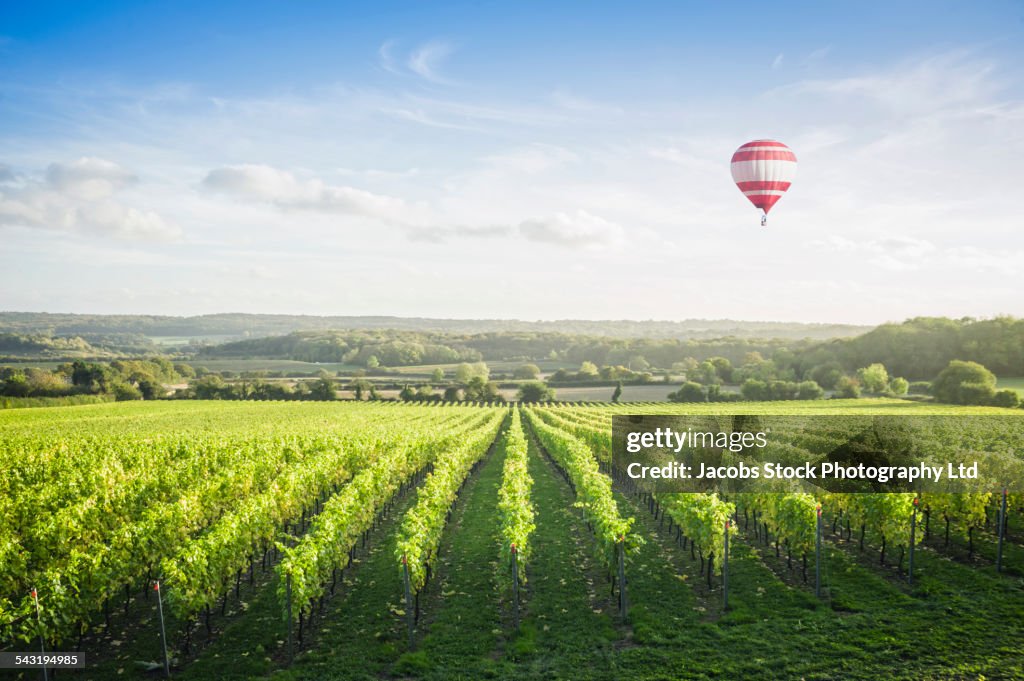 Hot air balloon floating over vineyard on hillside