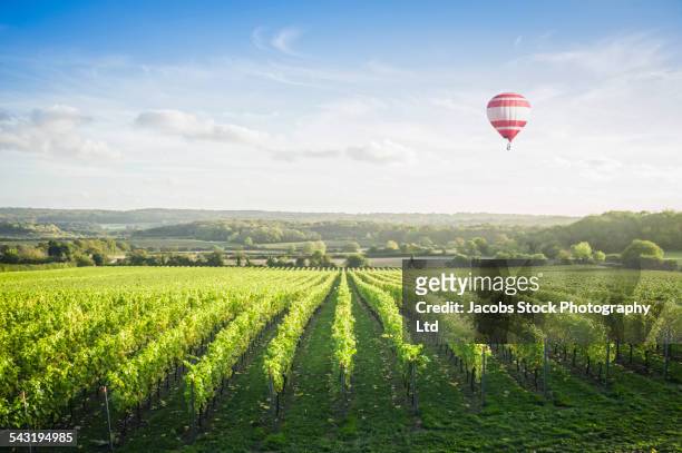 hot air balloon floating over vineyard on hillside - surrey england stock pictures, royalty-free photos & images