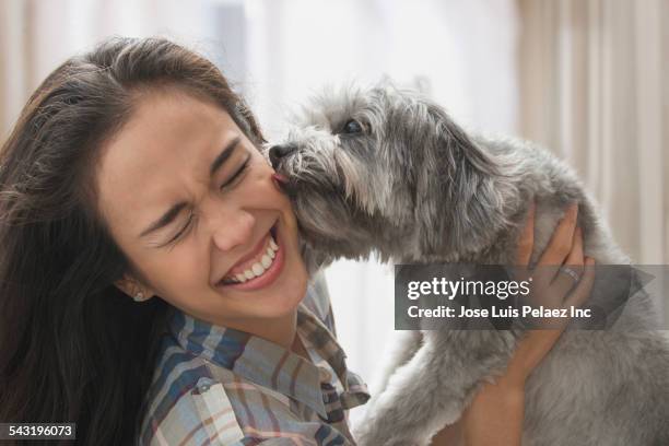 mixed race woman playing with dog - lamber imagens e fotografias de stock