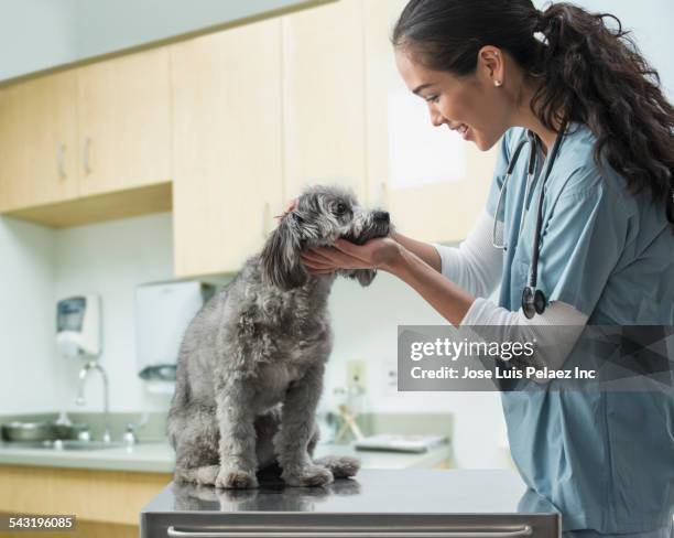 mixed race veterinarian examining dog in hospital - animal hospital fotografías e imágenes de stock