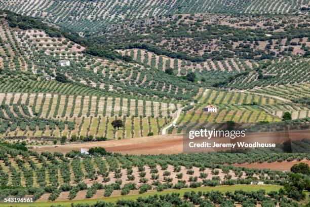rolling hills and vineyards in rural landscape - olive tree farm stock pictures, royalty-free photos & images