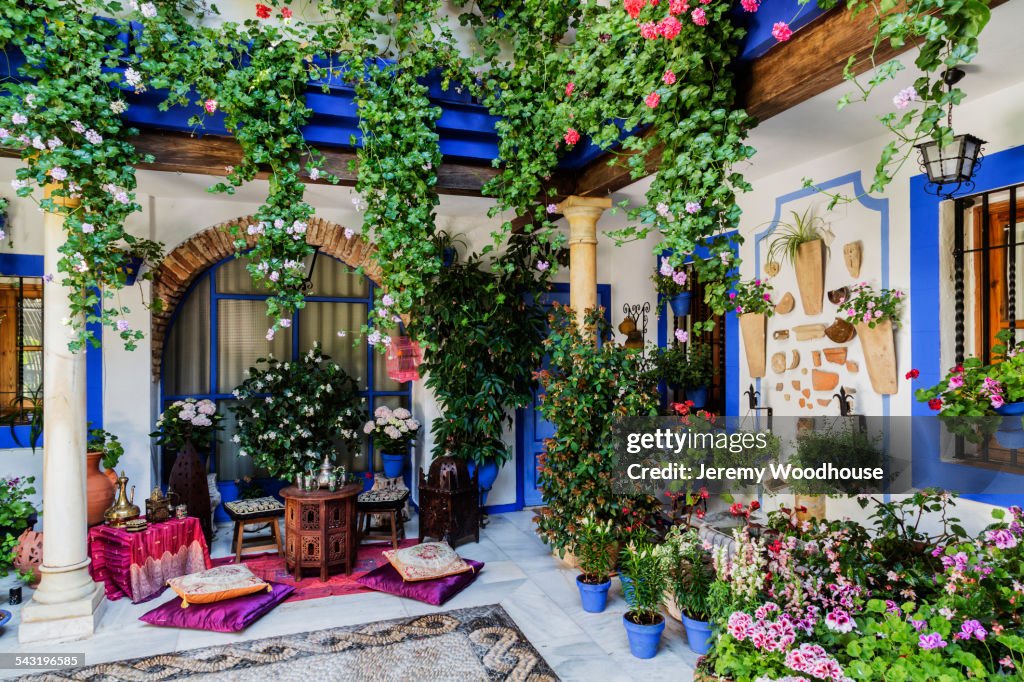 Potted plants and flowers in courtyard