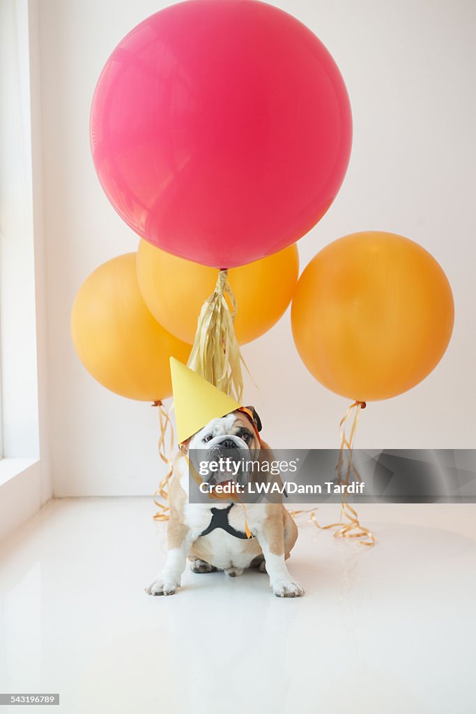 Dog wearing party hat with balloons