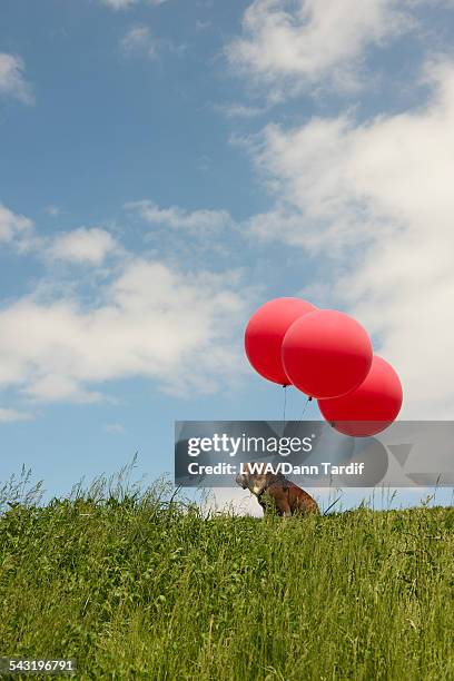 balloons attached to dog in field - 3 dogs stock-fotos und bilder