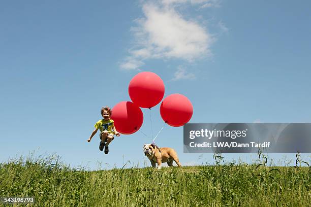 caucasian boy and dog playing with balloons in field - three balloons stock pictures, royalty-free photos & images