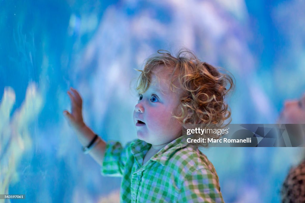 Caucasian baby boy admiring fish in aquarium