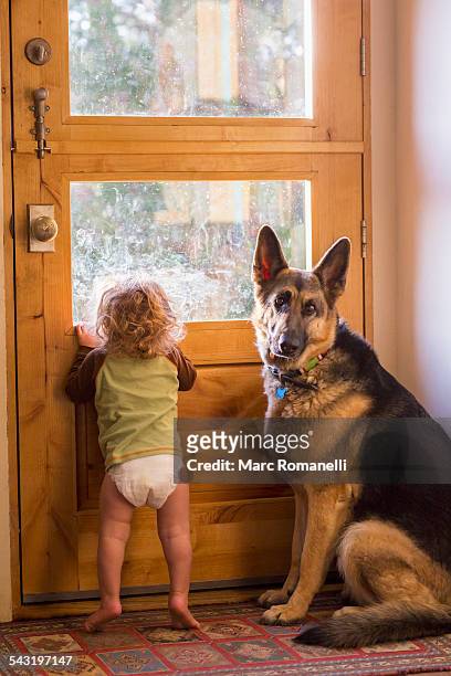 caucasian baby and dog looking out window - german shepherd sitting stock pictures, royalty-free photos & images