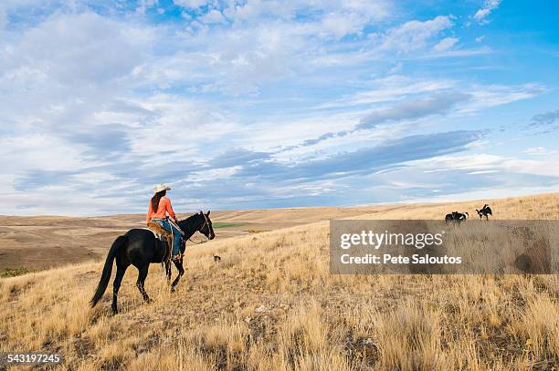 caucasian woman riding horse on grassy hill - kleine groep dieren stockfoto's en -beelden