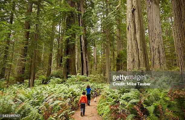 mixed race children walking in forest - redwood national park stock pictures, royalty-free photos & images
