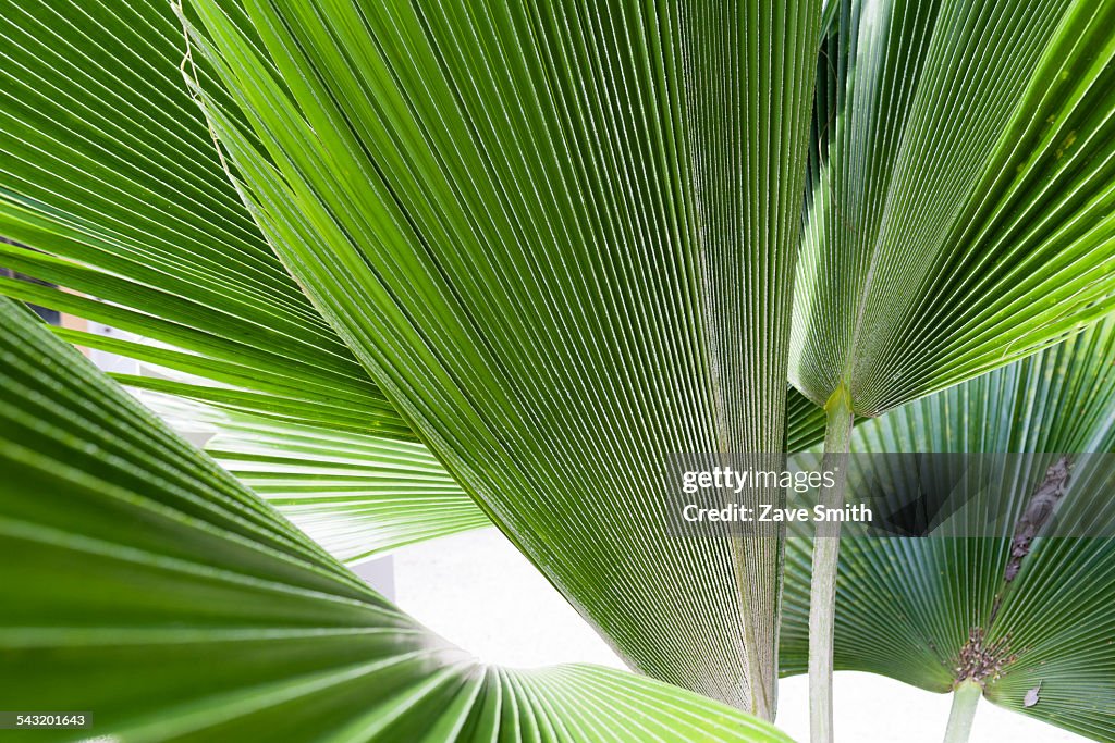 Close up detail of tropical plant leaves