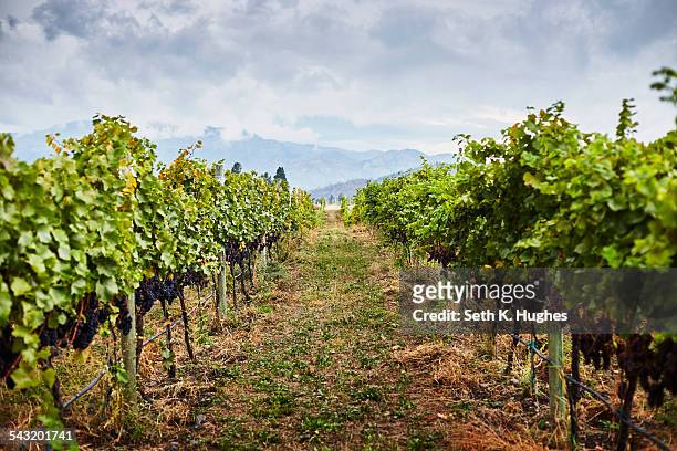 rows of vines in vineyard, kelowna, british columbia, canada - okanagan vineyard stockfoto's en -beelden