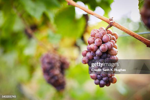 close up of bunch of red grapes on vine, kelowna, british columbia, canada - okanagan vineyard stockfoto's en -beelden