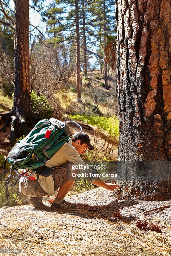 Young male hiker examining burnt tree in forest, Los Angeles, California, USA