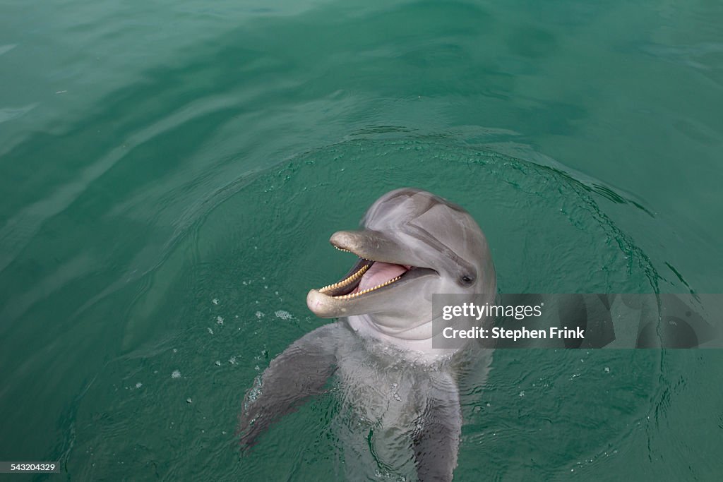 Laughing Dolphin.