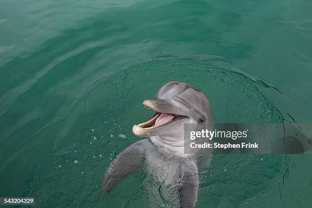 laughing dolphin. - flasknosdelfin bildbanksfoton och bilder