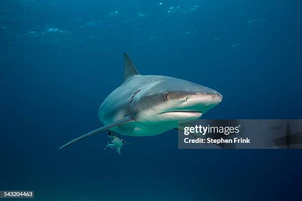 caribbean reef shark. - countershading stock-fotos und bilder