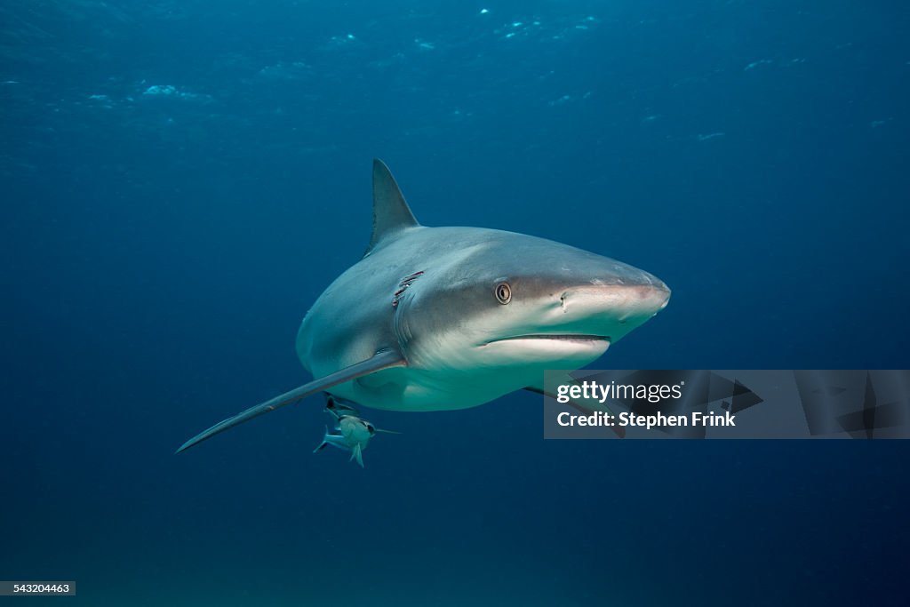 Caribbean reef shark.