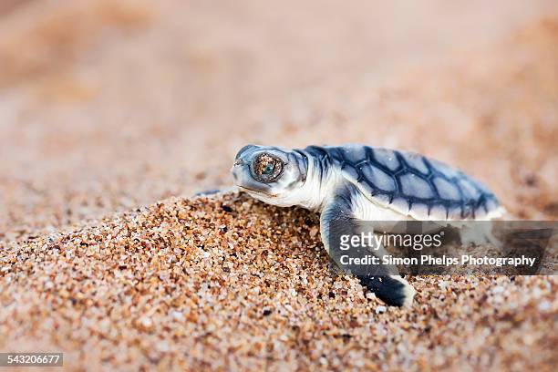 flatback turtle hatchling - port hedland foto e immagini stock
