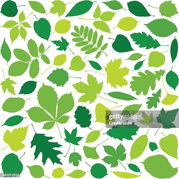 green leaves - leaf veins stock illustrations