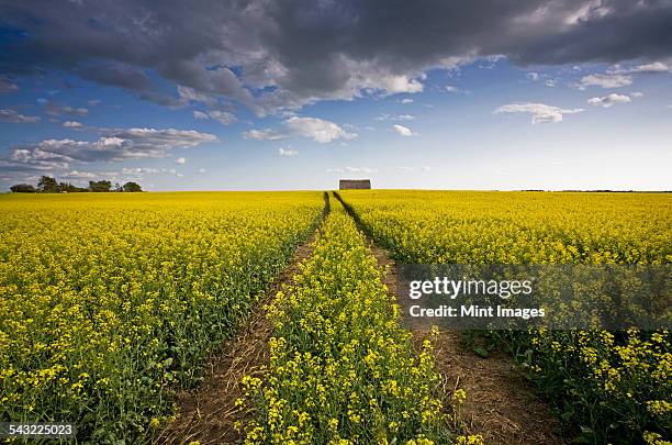 a landscape of flowering canola crops, with yellow flowers. the planted prairie.  - saskatchewan stock-fotos und bilder