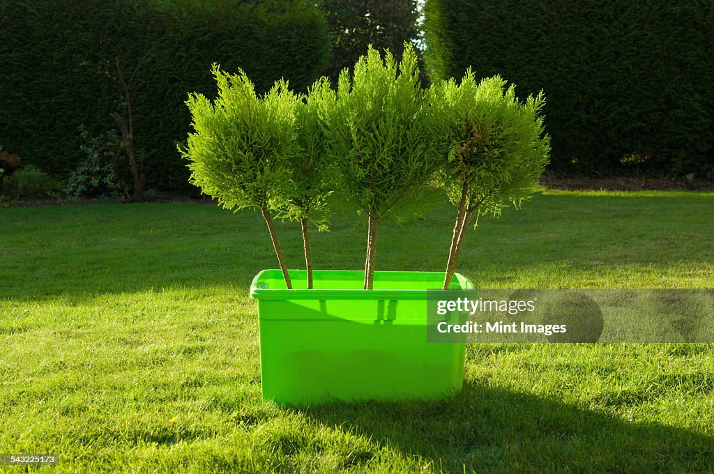 Young trees in a green plastic box standing on a lawn.