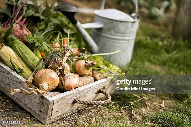 watering can and wooden box full of freshly picked vegetables, including carrots, onions, beetroots, corn and potatoes. - onion field stock pictures, royalty-free photos & images