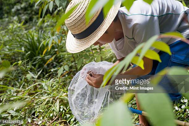 young boy wearing a straw hat, holding a butterfly net. - butterfly net stock pictures, royalty-free photos & images