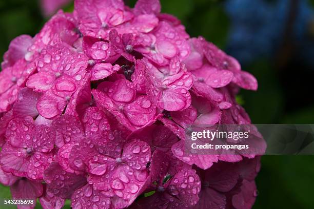 紫陽花 hydrangea - 紫陽花 stock pictures, royalty-free photos & images