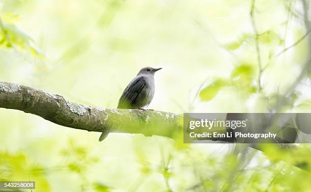 gray catbird - gray catbird stock pictures, royalty-free photos & images