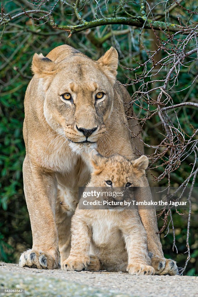 Mother posing with cub