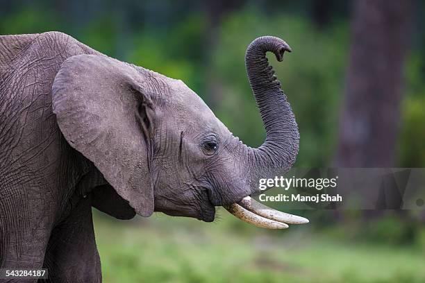 elephant using its trunk to smell the surroundings - ゾウの鼻 ストックフォトと画像