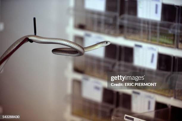 Picture taken on June 24, 2016 shows a Dendroaspis Polylepis snake at the nursery of the Venom World company in Saint-Thibault-des-Vignes, near...