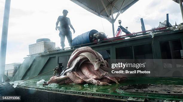 Seizure of illegal fishing by Amazonas State Environmental Police in Manaus city, north Brazil - pirarucu fish fillet strips - the pirarucu, also...