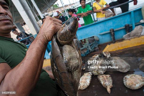 Amazon river turtle, seizure of illegal hunting by Amazonas State Environmental Police in Manaus city, north Brazil.