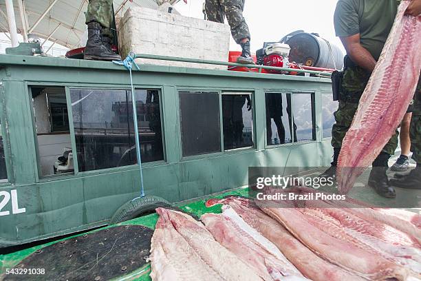 Seizure of illegal fishing by Amazonas State Environmental Police in Manaus city, north Brazil - pirarucu fish fillet strips - the pirarucu, also...