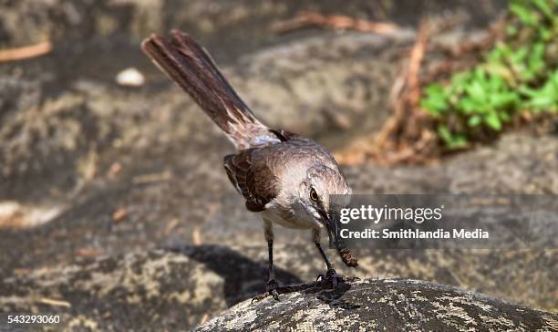 mocking bird dining on a caterpillar - mimus polyglottos - very hungry caterpillar stock pictures, royalty-free photos & images