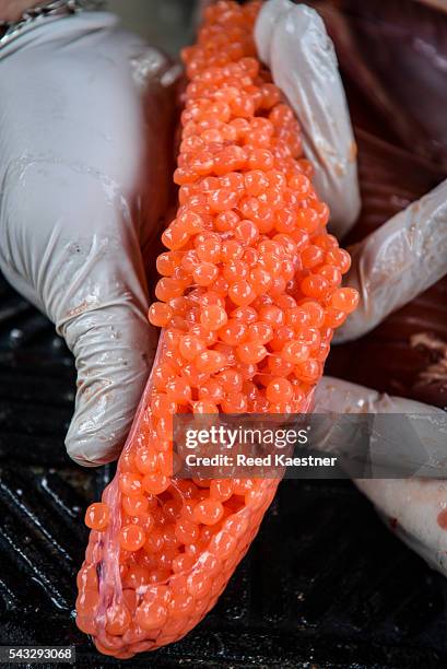 Fresh Roe Chippy Mount Roe National Park Photos and Premium High Res Pictures - Getty Images