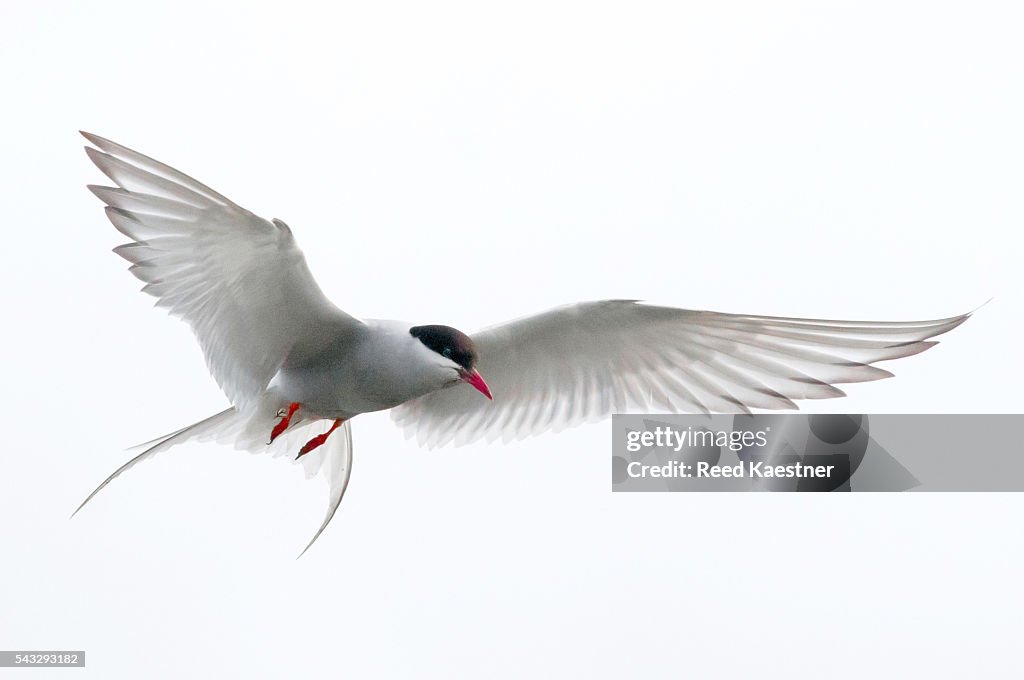 Arctic tern (Sterna paradisaea) in flight