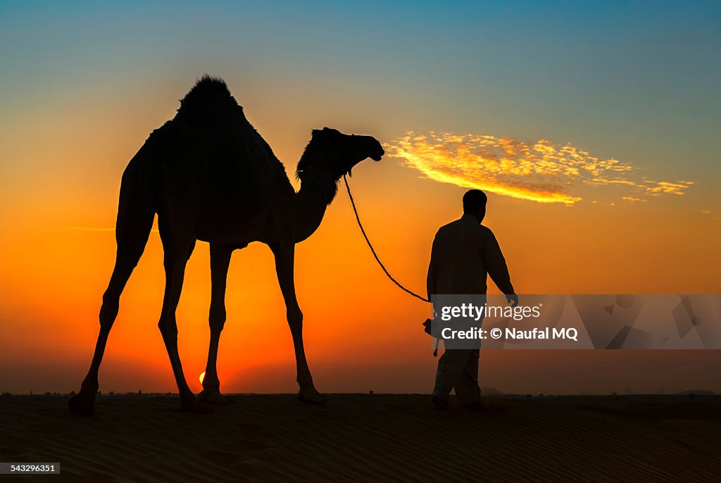 Camel and herder silhouetted at sunset