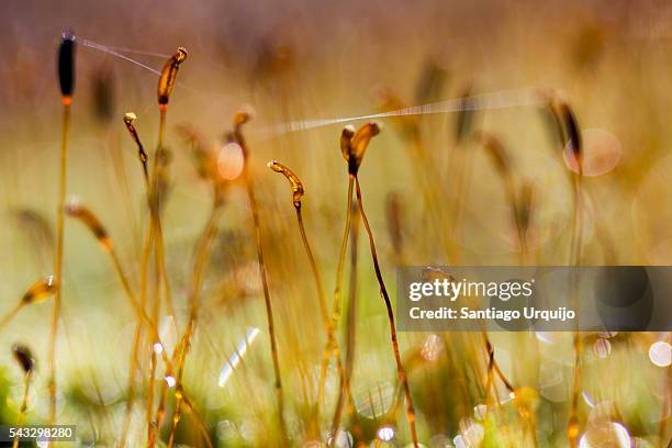 moss sporophytes - prothallium stock pictures, royalty-free photos & images