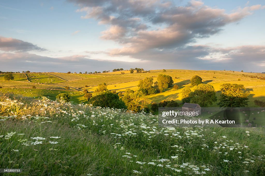 Beautiful summer landscape in Staffordshire