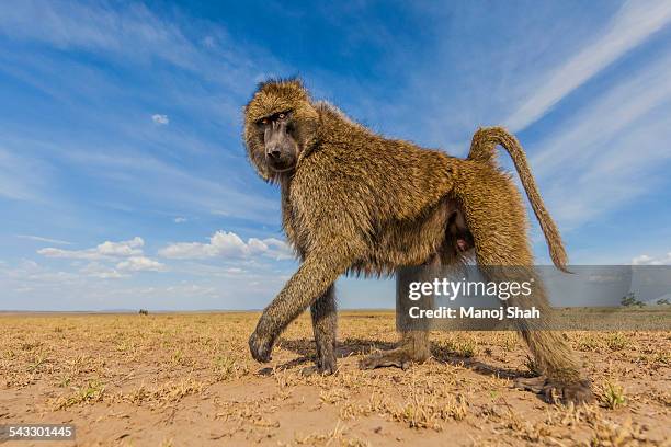 male baboon looking interestedly at the remote cam - baboons stock-fotos und bilder