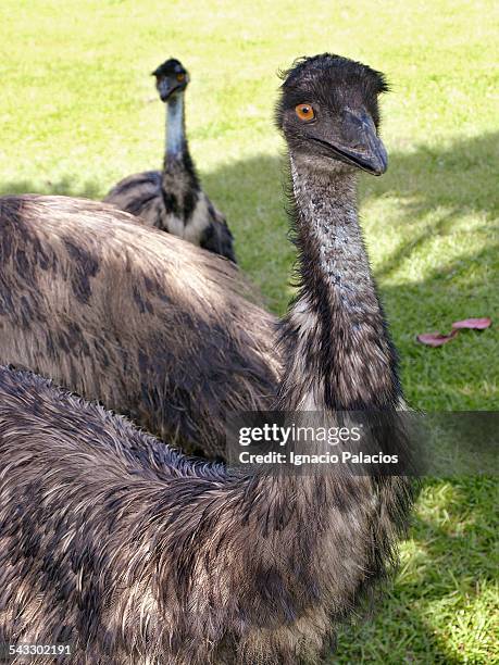 Emu Robi 1,279 Emu Stock Photos, High-Res Pictures, and Images - Getty Images