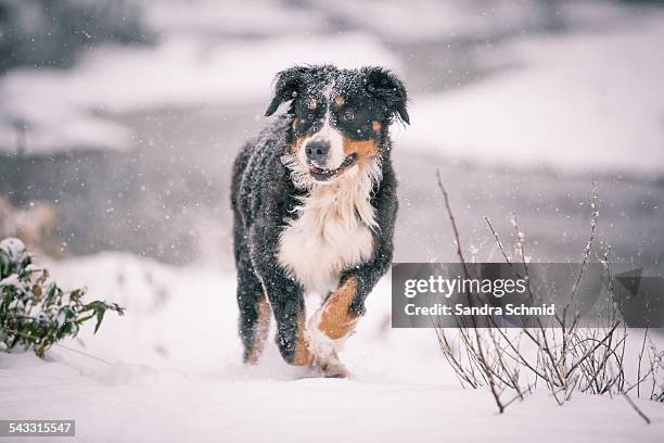 winter walk - niederösterreich winter fotografías e imágenes de stock