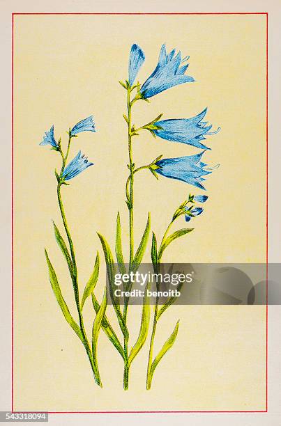 harebell - bluebell stock illustrations