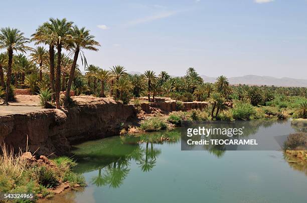 landscape of draâ valley - date palm tree stock-fotos und bilder