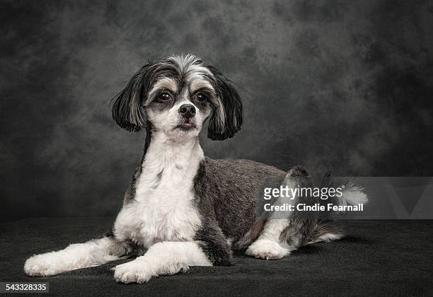 studio portrait black & white dog on grey backdrop - chinese crested powderpuff stock pictures, royalty-free photos & images